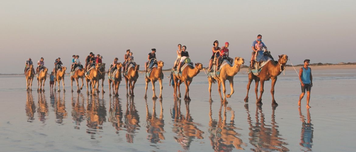 Camel Information | Broome Camel Safaris